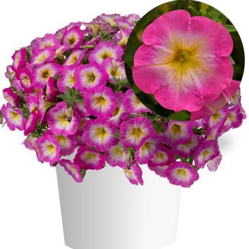 Petunia atkinsiana 'VERANDA Pink Morn' - Petuunia 'VERANDA Pink Morn' P9/0,55L